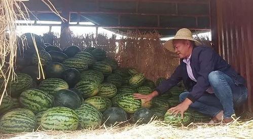 流泪还吃瓜,情感释放与娱乐消遣的完美结合