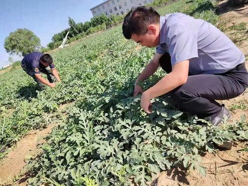 部队吃瓜群众案例,揭秘军营中的网络舆论风波