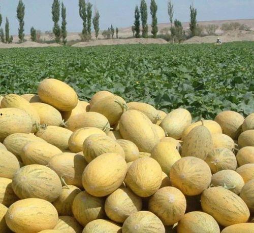 产地吃哈密瓜怎么吃的,产地直供，解锁哈密瓜最佳食用方法