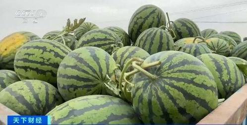 848488瓜哥吃瓜,揭秘吃瓜背后的故事与趣味