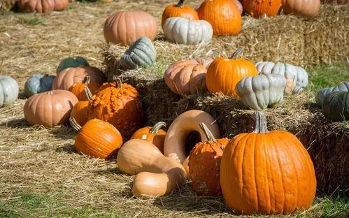 1811吃瓜现场,一场盛大的民间娱乐盛宴