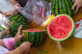 吃瓜的视频深意,吃瓜视频背后的社会现象解析