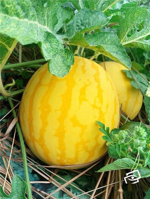 海老吃瓜,揭秘娱乐圈的幕后故事