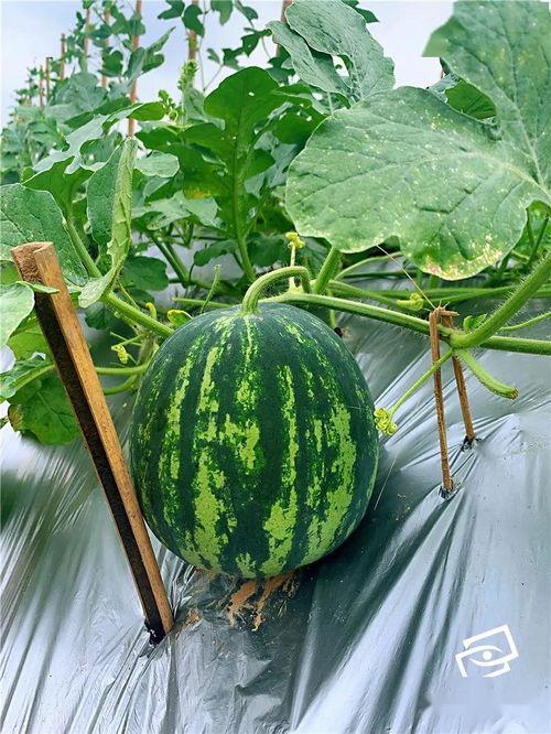 海老吃瓜,揭秘娱乐圈的幕后故事