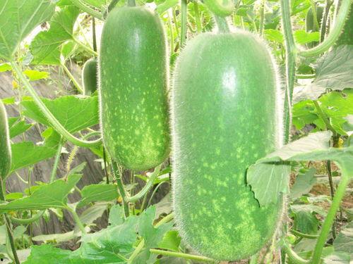 月星野吃瓜,揭秘娱乐圈幕后故事