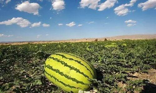 月星野吃瓜,揭秘娱乐圈幕后故事