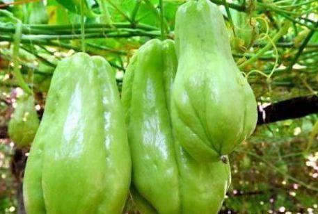 吃佛手瓜可以长寿吗,长寿之果的神奇功效揭秘