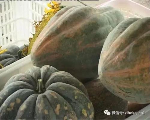 吃瓜淄博杨光金,揭秘杨光金背后的故事