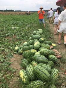 阳光瓜怎么吃,尽享夏日清新美味