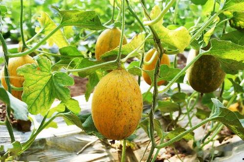 蛋宝吃瓜,揭秘娱乐圈那些不为人知的幕后故事