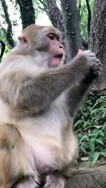 小洋崽吃瓜,揭秘娱乐圈那些不为人知的幕后故事