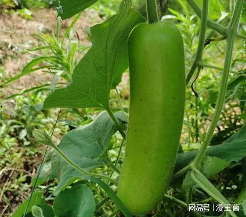 大家都在哪吃瓜,揭秘“吃瓜群众”聚集地