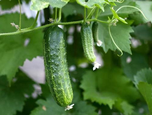 大家都在哪吃瓜,揭秘“吃瓜群众”聚集地