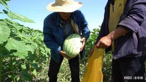 吃瓜疫情期间,网络舆论的折射与反思