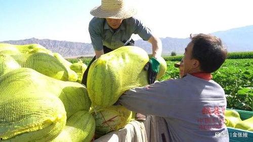 吃瓜疫情期间,网络舆论的折射与反思