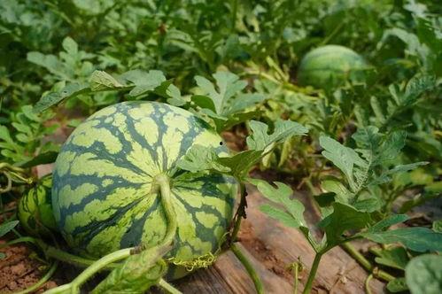 吃瓜公园,网络舆论场中的热点追踪与理性探讨