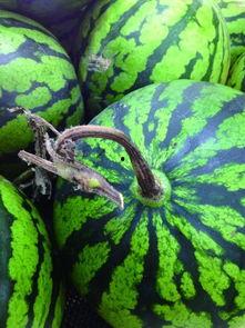 吃瓜凤凰,娱乐圈幕后风云大揭秘