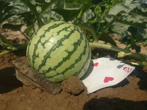 现在就出发吃瓜