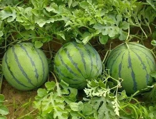 现在就出发吃瓜