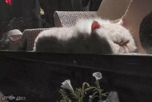 放空鬼马吃瓜,揭秘娱乐圈幕后故事