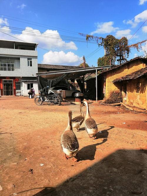 吃瓜鹅惠东,探寻美食与休闲的完美融合之旅