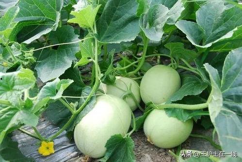 观音瓜怎么吃治咳嗽,天然止咳良方，轻松缓解咳嗽不适