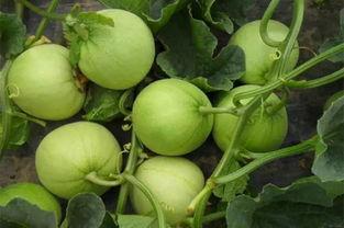 吃瓜有几个含义,揭秘网络热词的多重含义与流行文化现象