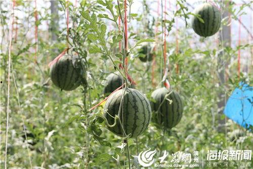 最长的吃瓜视频,一场跨越时空的瓜界盛宴