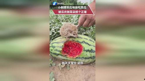 放个耳朵吃瓜,揭秘娱乐圈幕后故事