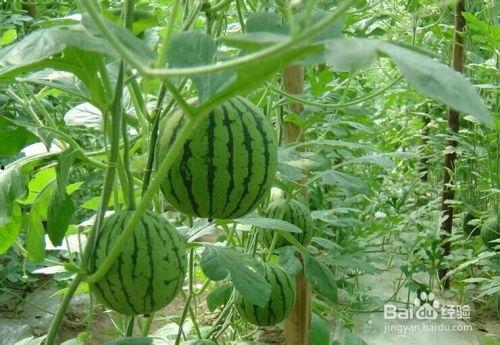 苍山吃瓜的事件,一场网络狂欢背后的真相与反思