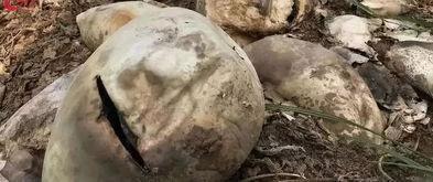 苍山吃瓜的事件,一场网络狂欢背后的真相与反思