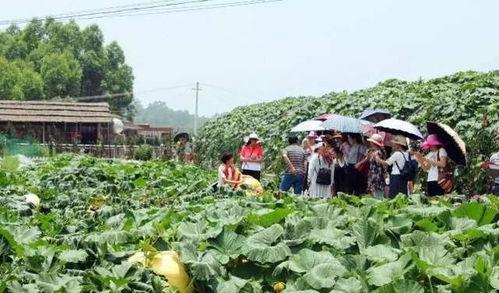 乡村吃瓜的情景,吃瓜群众欢乐多