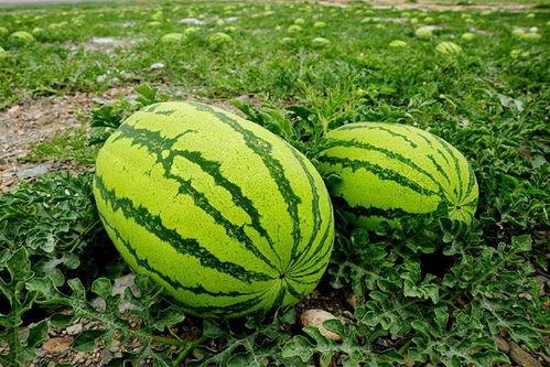 吃瓜爆料大瓜合集,揭秘娱乐圈幕后真相