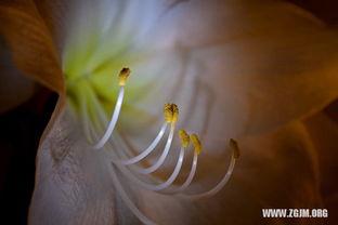 梦到自己摘瓜吃