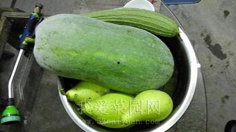 专业吃瓜户